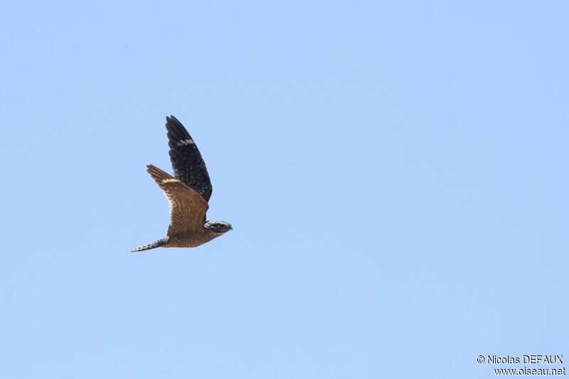 Lesser Nighthawkadult, Flight