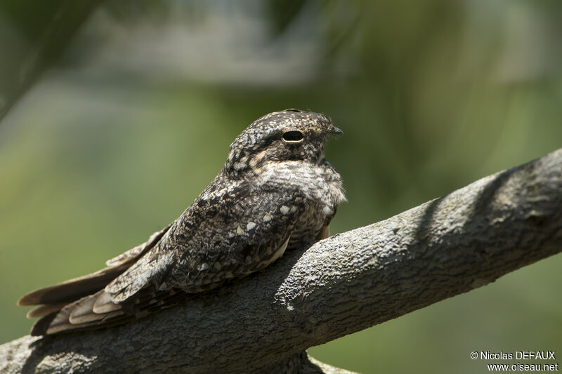 Lesser Nighthawkadult