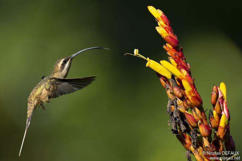 Long-tailed Hermit, Flight, eats