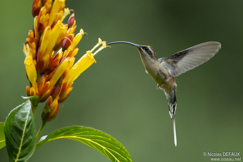 Long-tailed Hermit, Flight, eats