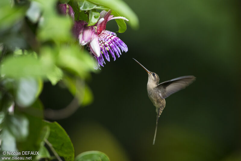 Straight-billed Hermit, Flight