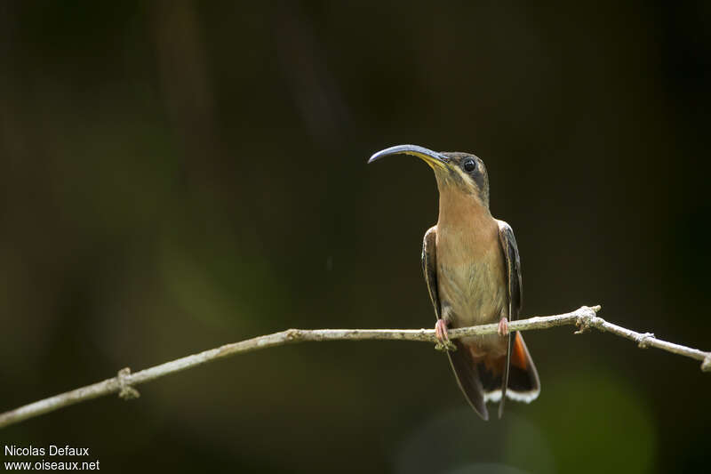 Rufous-breasted Hermitadult, identification