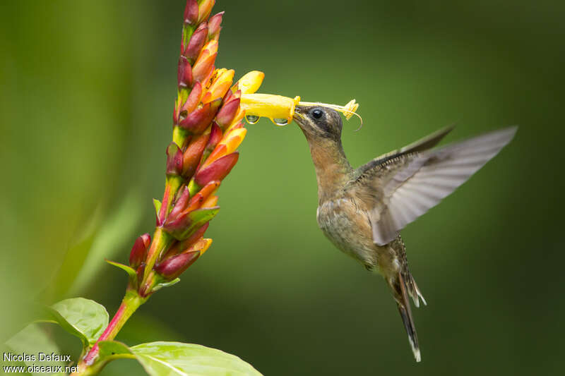 Rufous-breasted Hermitadult, Flight, feeding habits, eats