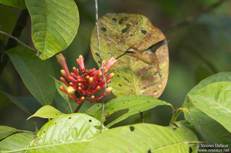 Reddish Hermit, Flight