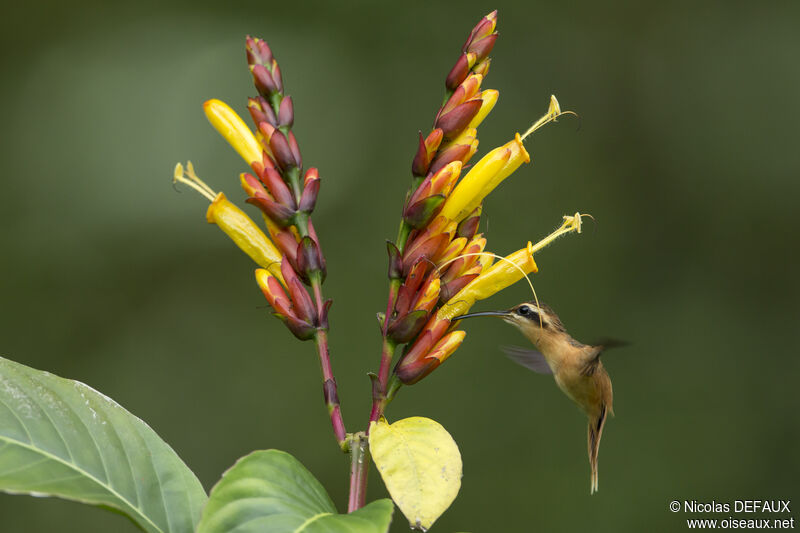 Reddish Hermit, Flight, feeding habits