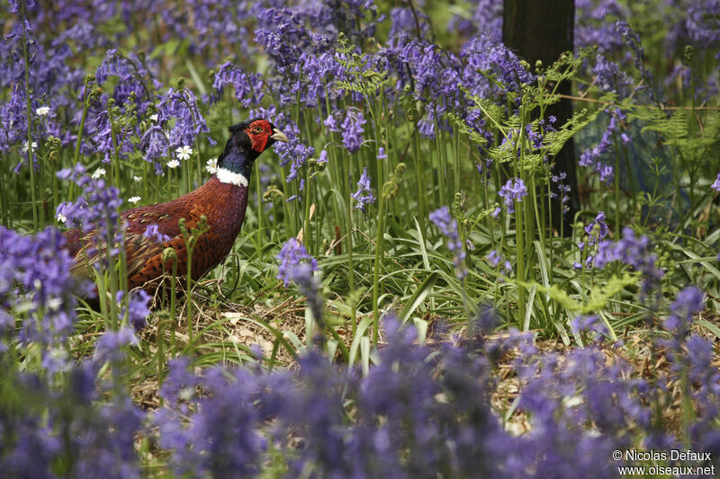 Common Pheasant