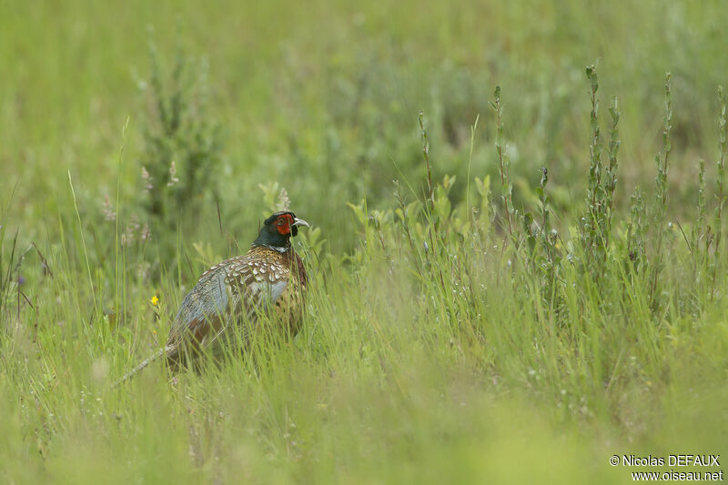 Common Pheasant