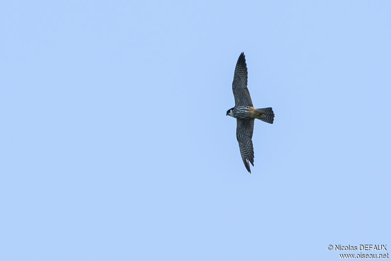 Eurasian Hobby, Flight