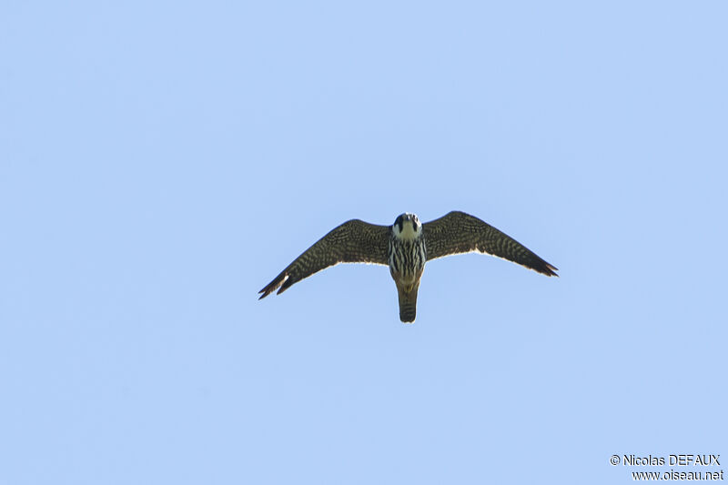 Eurasian Hobby, Flight