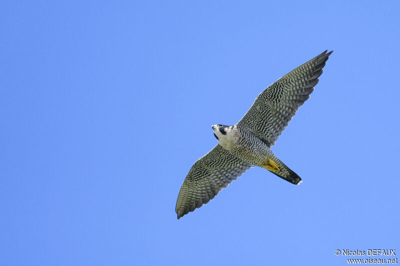 Peregrine Falcon, Flight