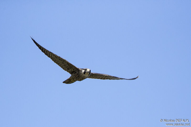 Peregrine Falconjuvenile, Flight