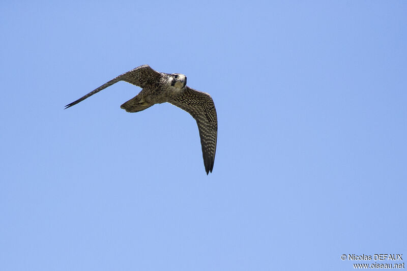 Peregrine Falconjuvenile, Flight