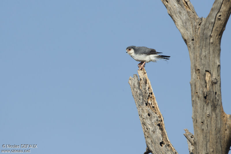 Pygmy Falcon, close-up portrait