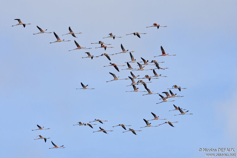 Flamant des Caraïbes, Vol