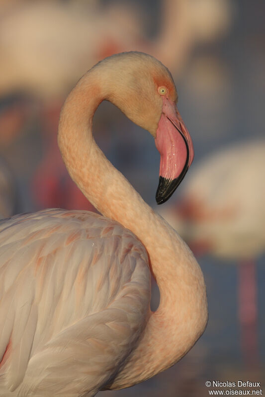 Flamant rose