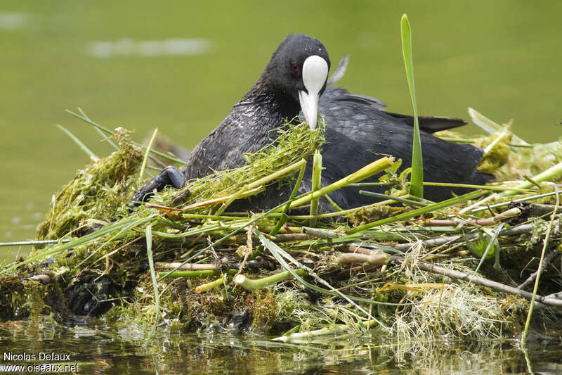 Eurasian Cootadult, Reproduction-nesting, Behaviour