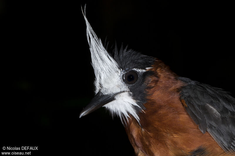 White-plumed Antbirdadult, close-up portrait