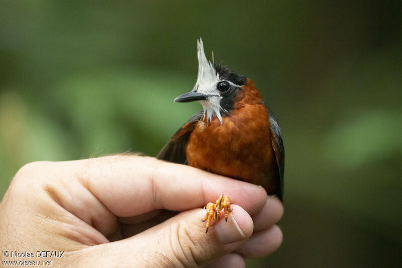 White-plumed Antbirdadult, close-up portrait