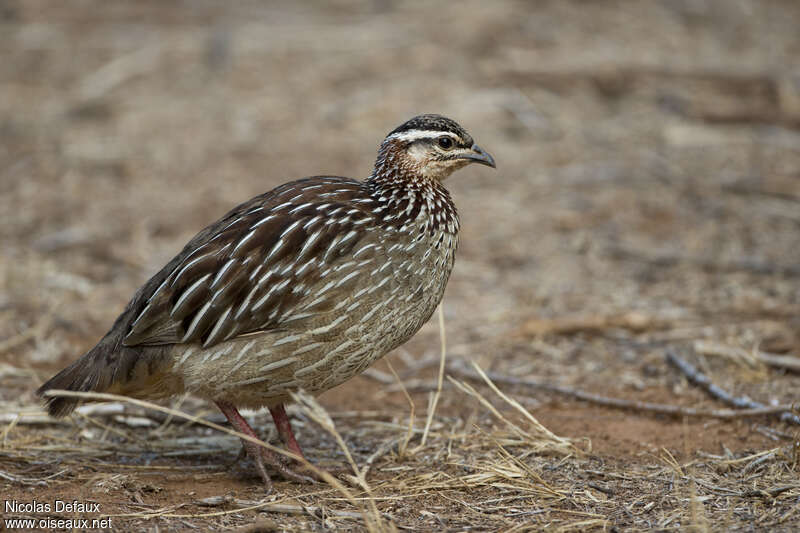 Crested Francolinadult, identification