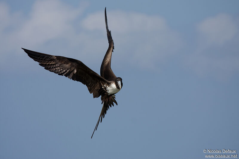 Magnificent Frigatebird, Flight