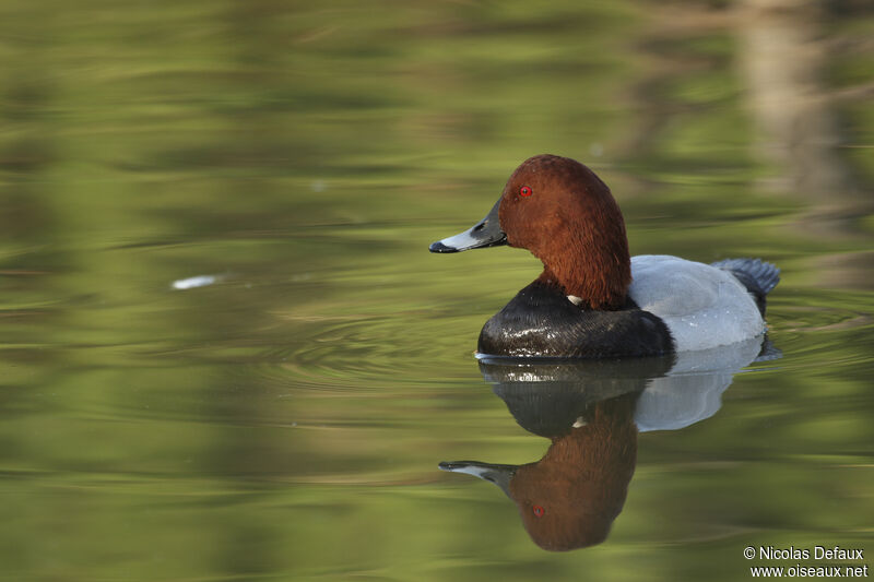 Common Pochard