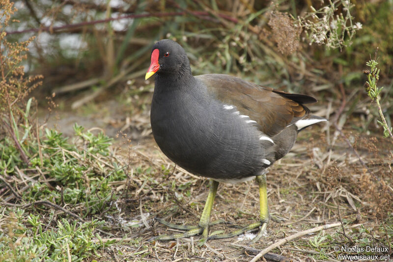 Common Moorhen