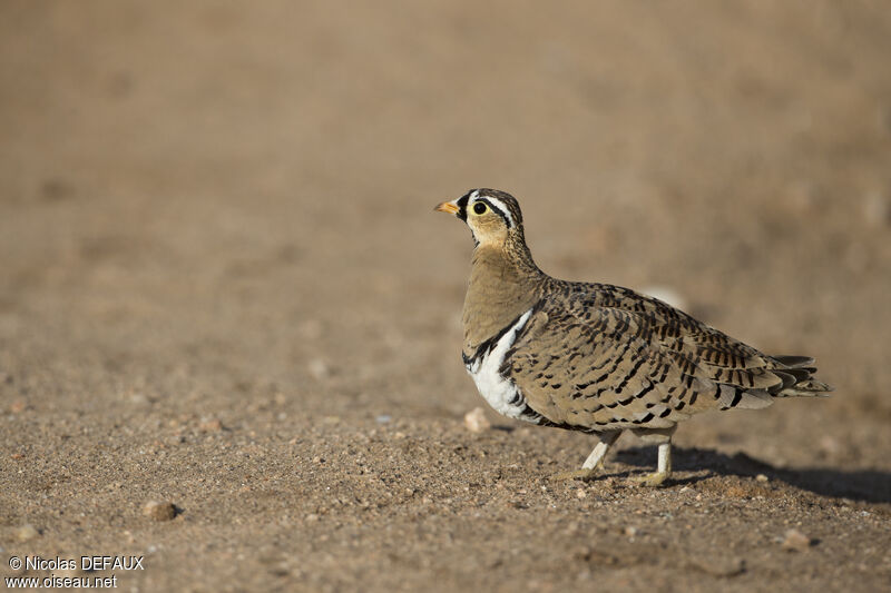 Black-faced Sandgrouse male adult, walking