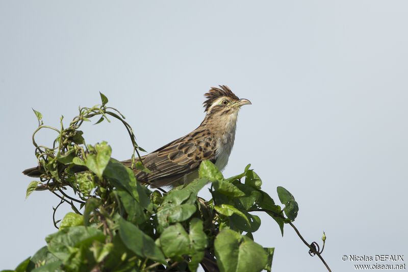 Striped Cuckooadult