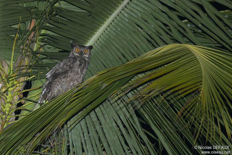 Great Horned Owladult, close-up portrait