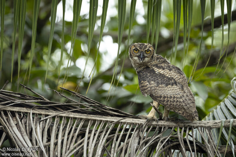 Great Horned Owljuvenile, close-up portrait