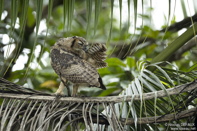 Great Horned Owl