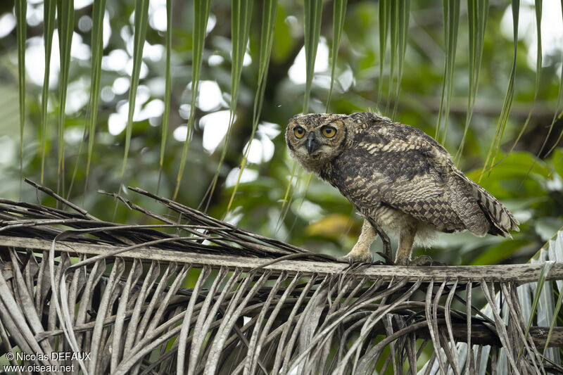 Great Horned Owljuvenile, close-up portrait