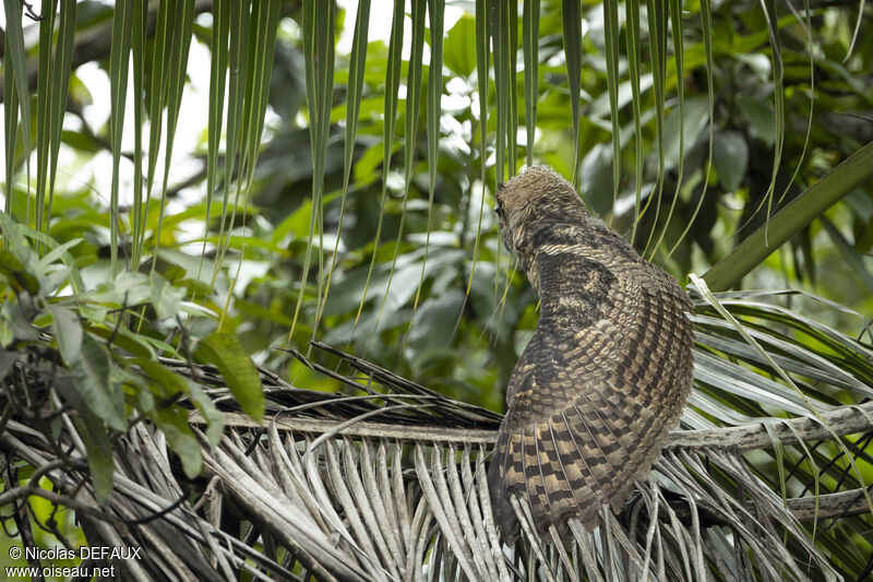 Great Horned Owl