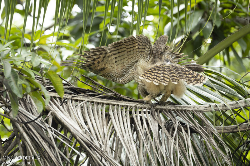 Great Horned Owljuvenile, close-up portrait