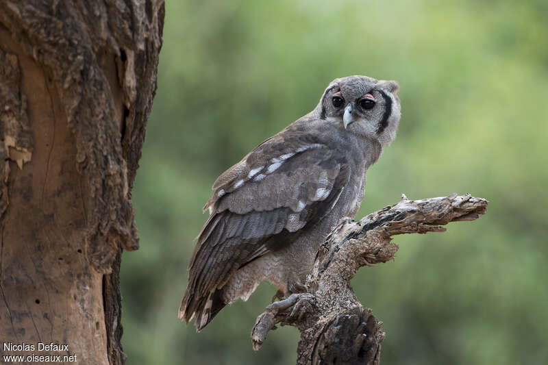 Verreaux's Eagle-Owladult, aspect