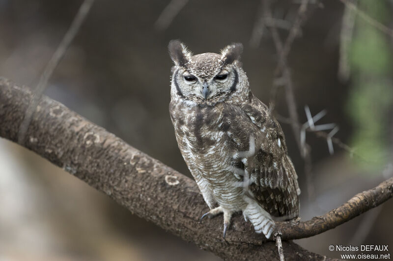 Grand-duc vermiculé, portrait