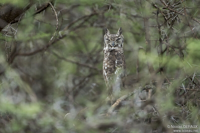 Grand-duc vermiculé, portrait