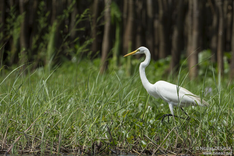 Great Egret