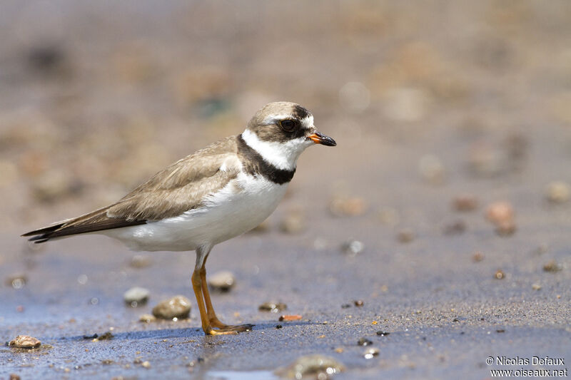 Semipalmated Plover