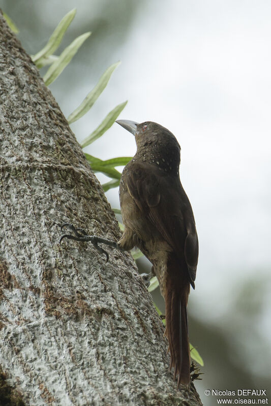 Cinnamon-throated Woodcreeper