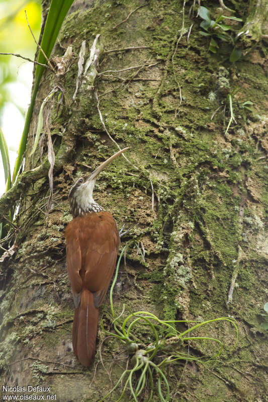 Long-billed Woodcreeperadult, aspect