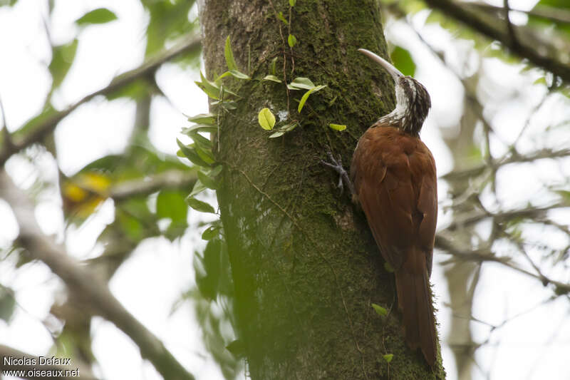 Long-billed Woodcreeperadult, eats