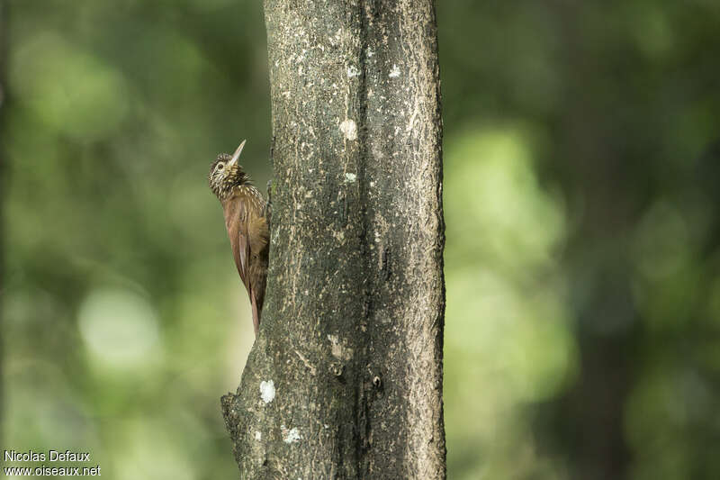 Straight-billed Woodcreeper, habitat, pigmentation, walking