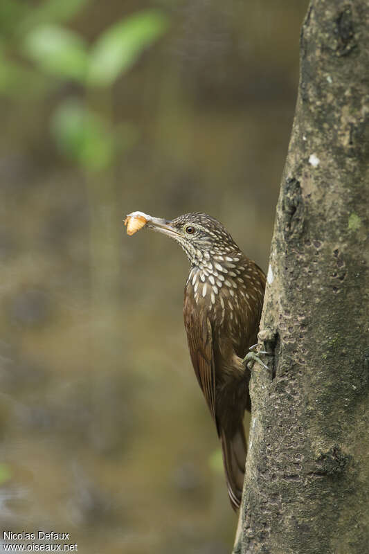 Straight-billed Woodcreeperadult, feeding habits