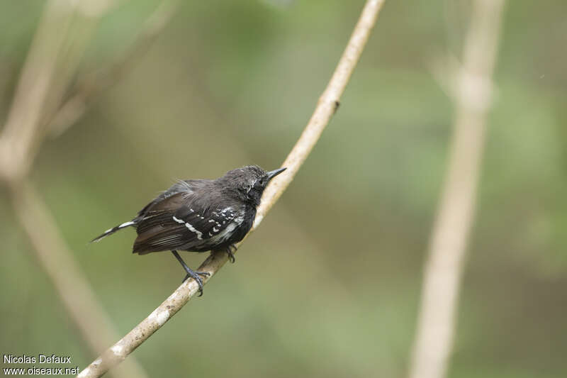 Southern White-fringed Antwren male adult