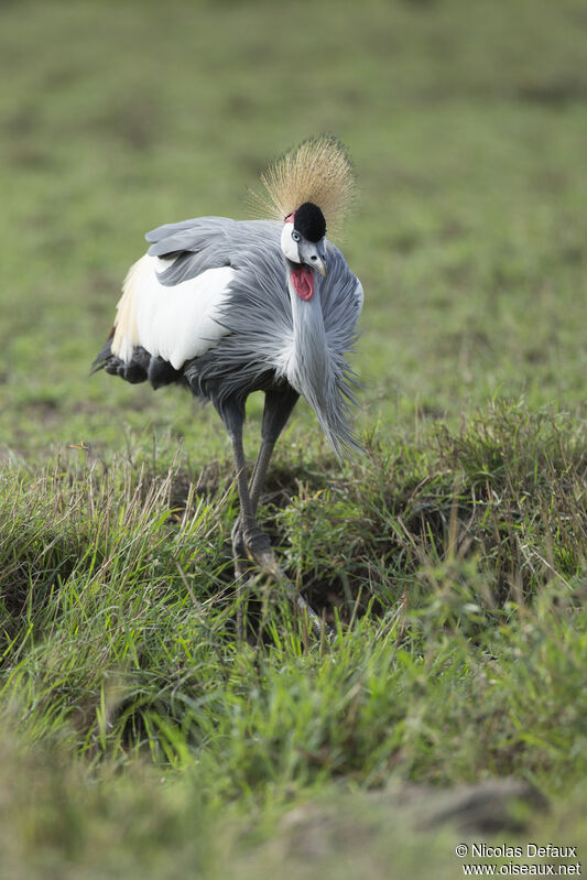 Grey Crowned Crane