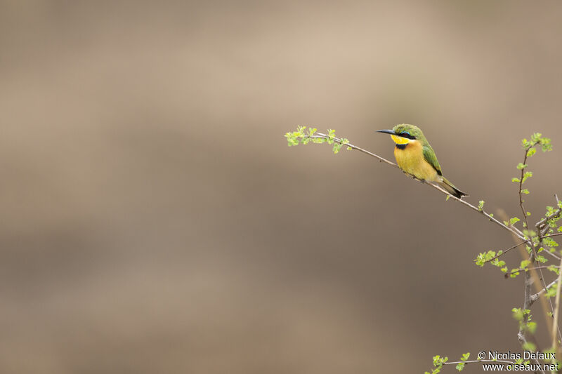 Little Bee-eater