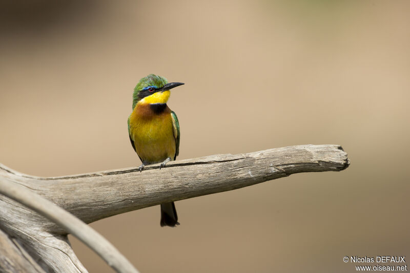 Little Bee-eater, close-up portrait