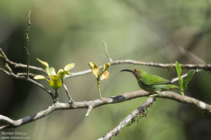 Purple Honeycreeper female adult, identification