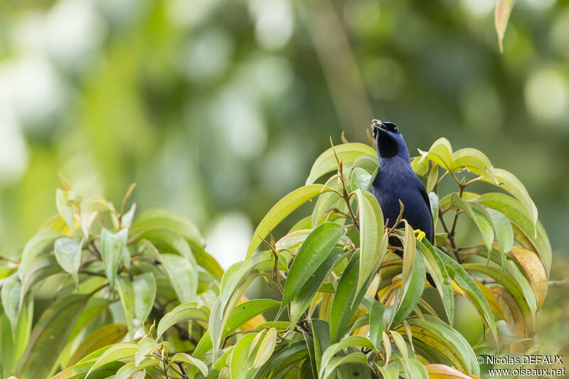 Purple Honeycreeper male adult, feeding habits